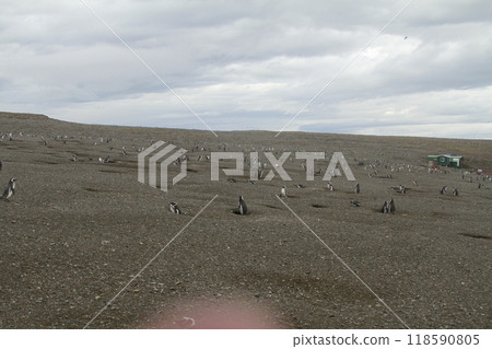 Penguins in Patagonia 118590805