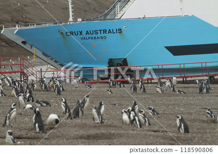 Penguins in Patagonia Penguins in Patagonia 118590806