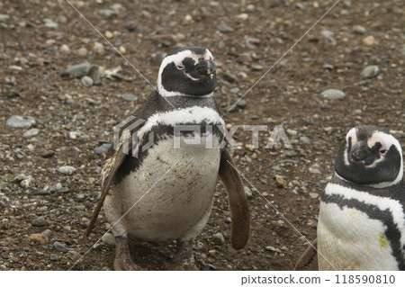 Penguins in Patagonia 118590810