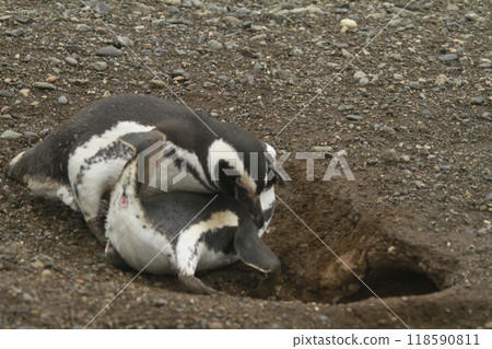 Penguins in Patagonia 118590811
