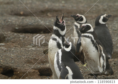 Penguins in Patagonia 118590813