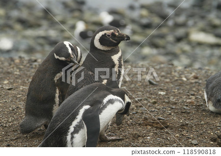 Penguins in Patagonia 118590818
