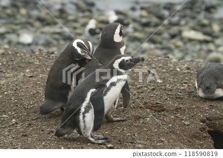 Penguins in Patagonia 118590819