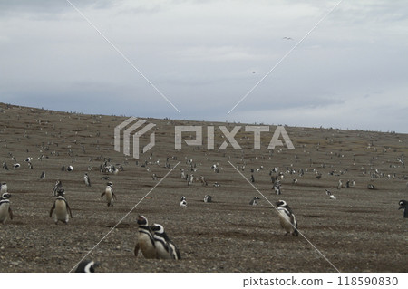 Penguins in Patagonia 118590830