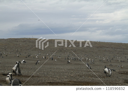 Penguins in Patagonia 118590832