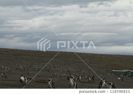 Penguins in Patagonia Penguins in Patagonia 118590833