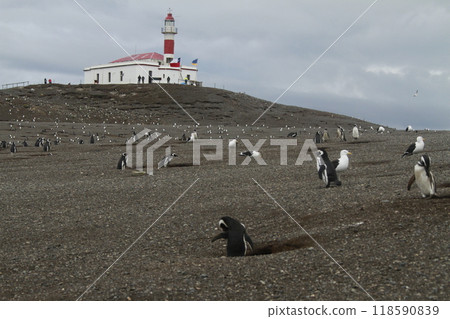 Penguins in Patagonia 118590839