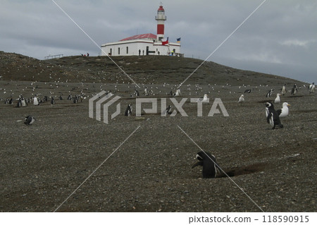 Penguins in Patagonia 118590915