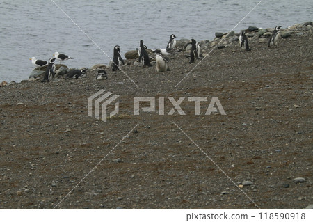 Penguins in Patagonia 118590918