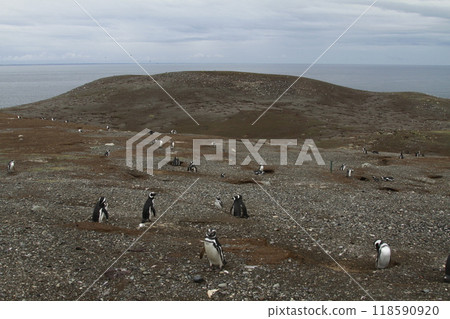 Penguins in Patagonia Penguins in Patagonia 118590920