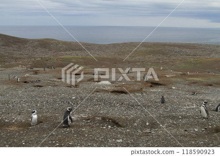 Penguins in Patagonia 118590923