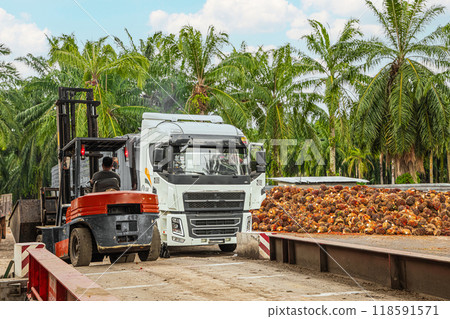 worker operates a forklift to unload harvested palm oil fruit worker operates a forklift to unload harvested palm oil fruit 118591571