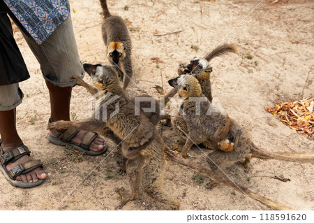 brown lemurs takes food from a man's hand in Madagascar brown lemurs takes food from a man's hand in Madagascar 118591620