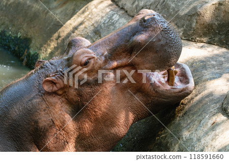 Portrait of a hippo in close-up emerging from the water 118591660