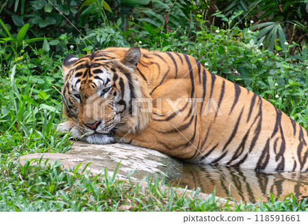 The tiger, escaping from the tropical heat, lay down to rest on the edge of the pool The tiger, escaping from the tropical heat, lay down to rest on the edge of the pool 118591661