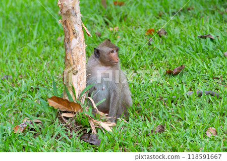 A macaque monkey is sitting on the green grass ready to climb a tree trunk 118591667