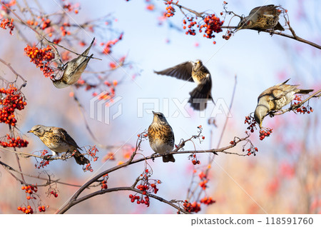Group of birds feeding  berries on rowan tree. The mistle thrush or Fieldfare, Turdus pilaris 118591760