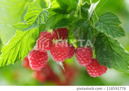 Ripe fresh raspberries hanging on a bush in a garden 118591776