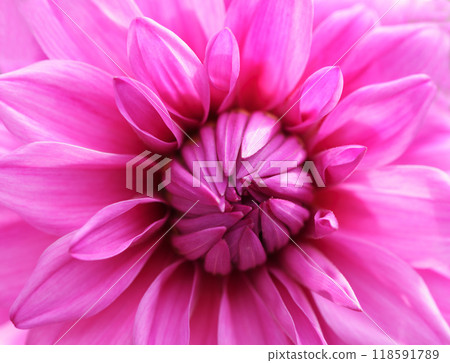 pink dahlia flower as background pink dahlia flower as background 118591789