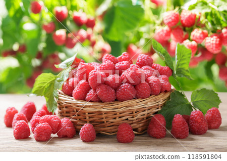 bowl of fresh raspberries on orchard background 118591804