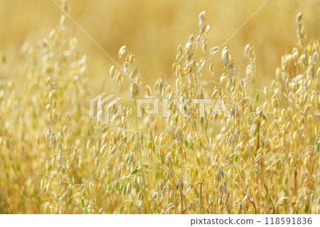Field of ripening oats. Close up of oats ears 118591836