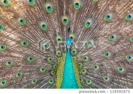peacock with open tail feathers as background 118591873