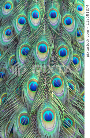 colorful of peacock feathers as background, top view 118591874