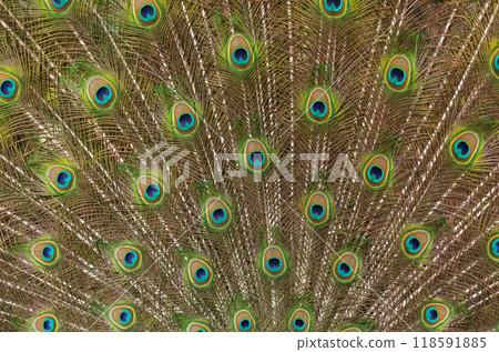 Peacock tail with open feathers as background 118591885