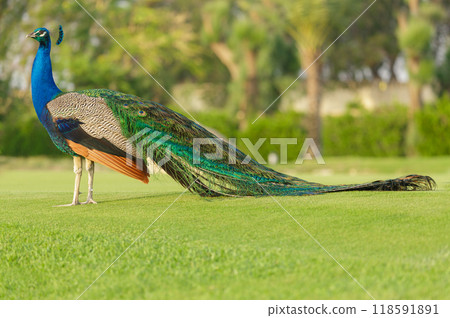colorful peacock walking on green grass in a park colorful peacock walking on green grass in a park 118591891