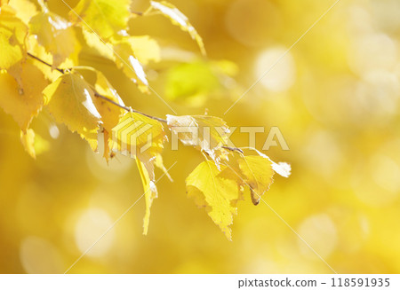 Autumn background. Colorful autumn leaves on a tree on yellow background Autumn background. Colorful autumn leaves on a tree on yellow background 118591935