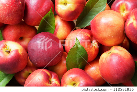 fresh ripe nectarines as background, top view fresh ripe nectarines as background, top view 118591936
