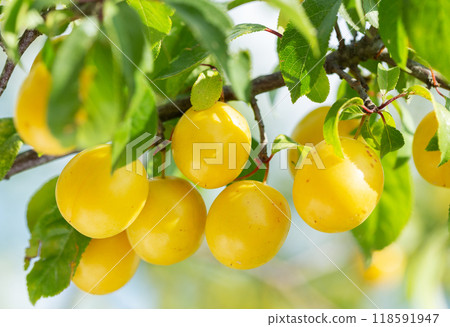 Ripening yellow plums hanging on a tree in garden Ripening yellow plums hanging on a tree in garden 118591947