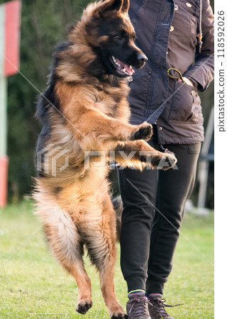 German shepherd dog is playing with owner German shepherd dog is playing with owner 118592026