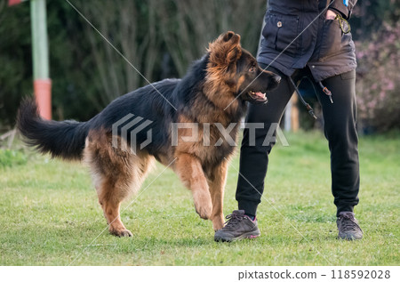 German shepherd dog is playing with owner 118592028