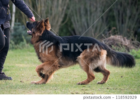 German shepherd dog is playing with owner German shepherd dog is playing with owner 118592029