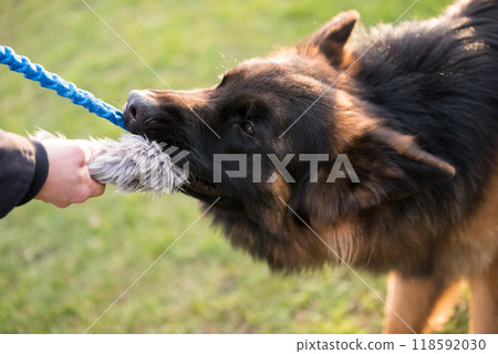 German shepherd dog is playing with owner German shepherd dog is playing with owner 118592030
