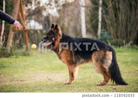 German shepherd dog is playing with owner 118592035