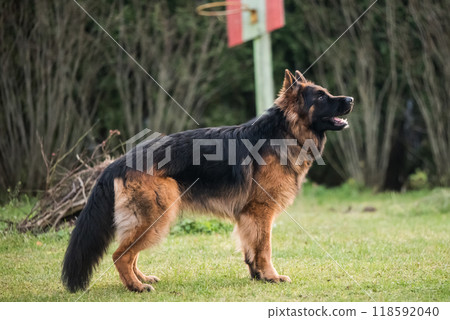 German Shepherd standing, isolated on nature background 118592040