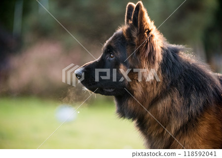 German Shepherd Dog in profile view on nature blurred background, close-up muzzle portrait of dog German Shepherd Dog in profile view on nature blurred background, close-up muzzle portrait of dog 118592041