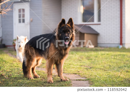 German Shepherd standing, isolated on nature background German Shepherd standing, isolated on nature background 118592042