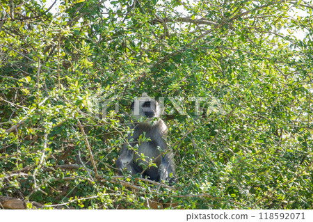 black faced grey langur monkey in Yala National Park, Sri Lanka 118592071