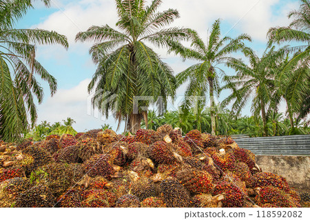 Fresh Fruit Bunch in a Palm Oil Plantation after cutting 118592082