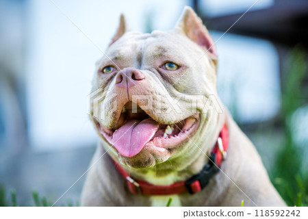Lilac color American Bully puppy dog lying on green grass 118592242