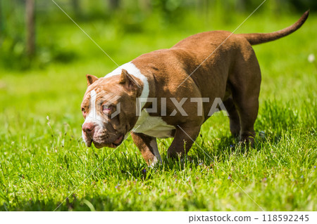 Chocolate color male American Bully puppy dog is moving Chocolate color male American Bully puppy dog is moving 118592245