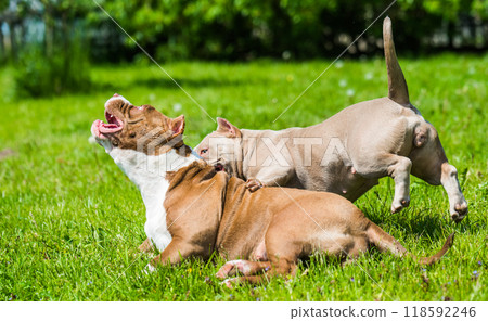 American Bully puppies dogs are playing on nature 118592246