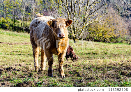 cows, animal, cattle 118592508