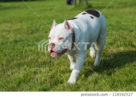 American Bully puppy male dog in move on grass American Bully puppy male dog in move on grass 118592527