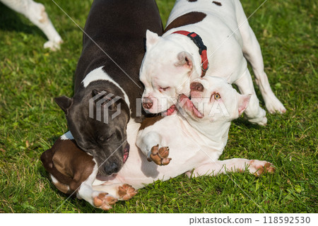 American Bully puppies and American Staffordshire Terrier dog 118592530