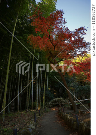 A beautiful Japanese garden with bamboo forests and colorful autumn maples A beautiful Japanese garden with bamboo forests and colorful autumn maples 118592727