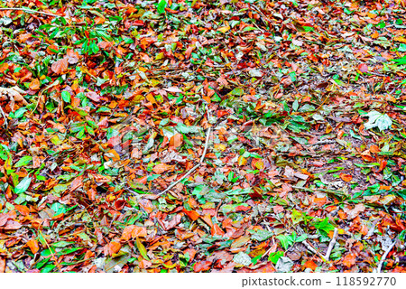Colorful trees and leaves in autumn in the Montseny Natural Park in Barcelona, Spain 118592770
